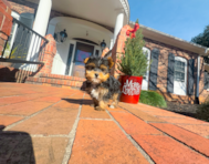 8 week old Yorkshire Terrier Puppy For Sale - Simply Southern Pups