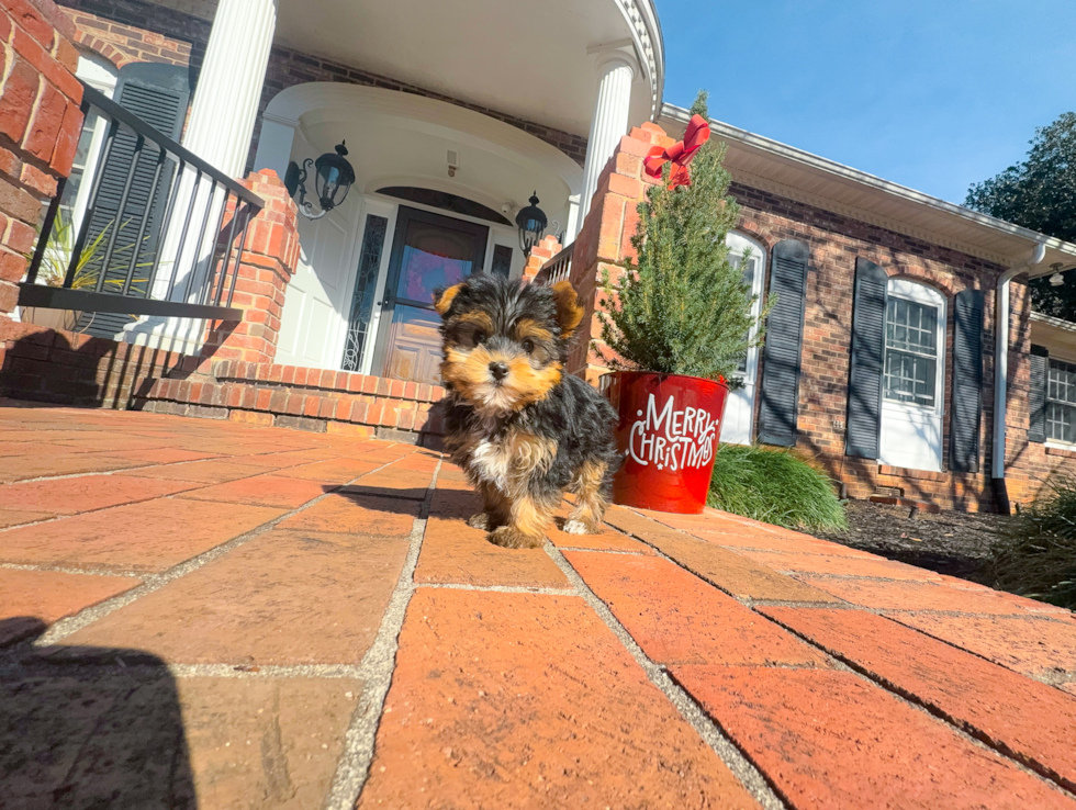 Yorkshire Terrier Puppy for Adoption