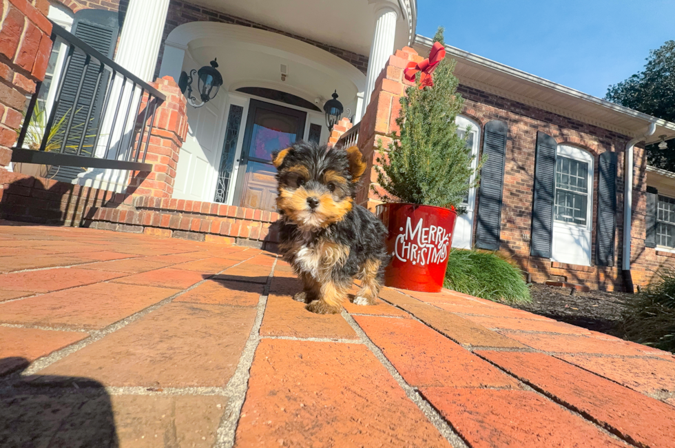 9 week old Yorkshire Terrier Puppy For Sale - Simply Southern Pups