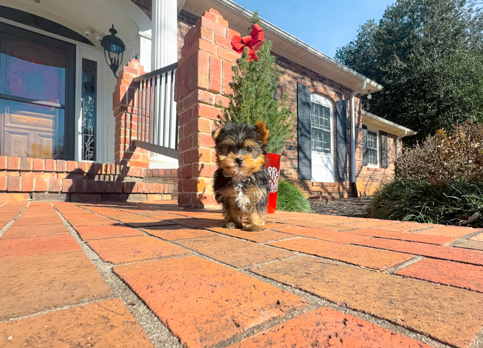 Yorkshire Terrier Pup Being Cute