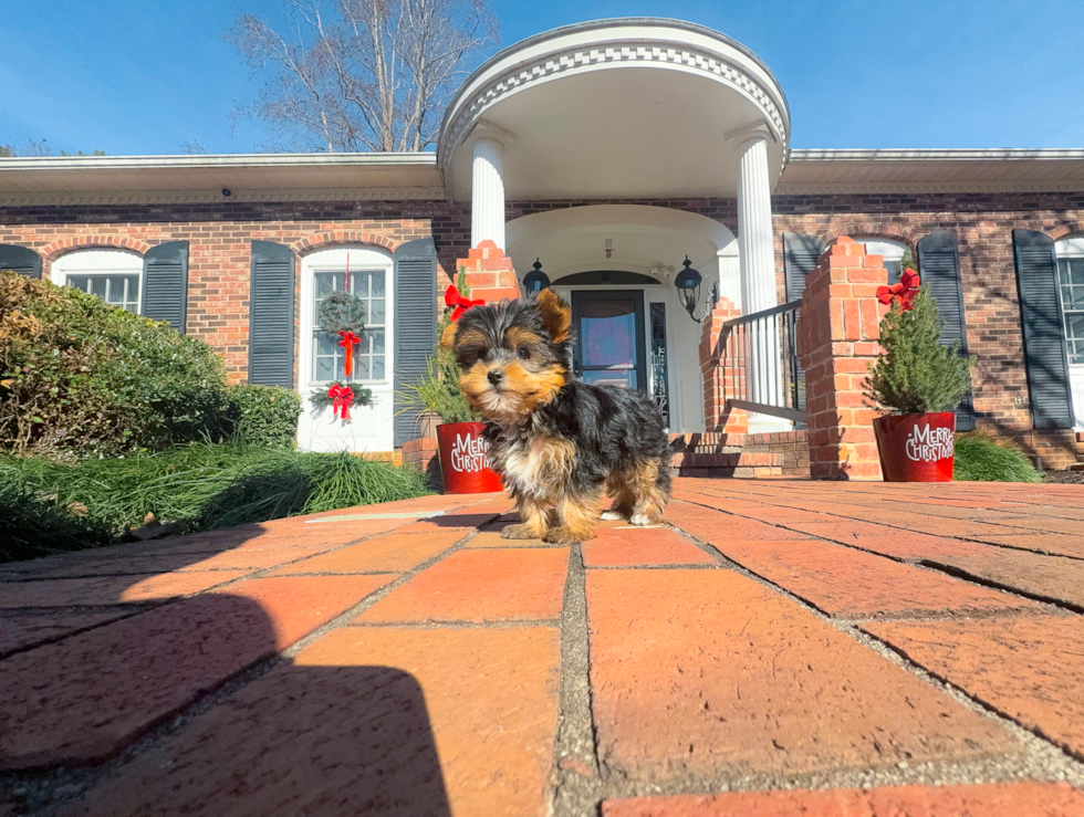Yorkshire Terrier Pup Being Cute