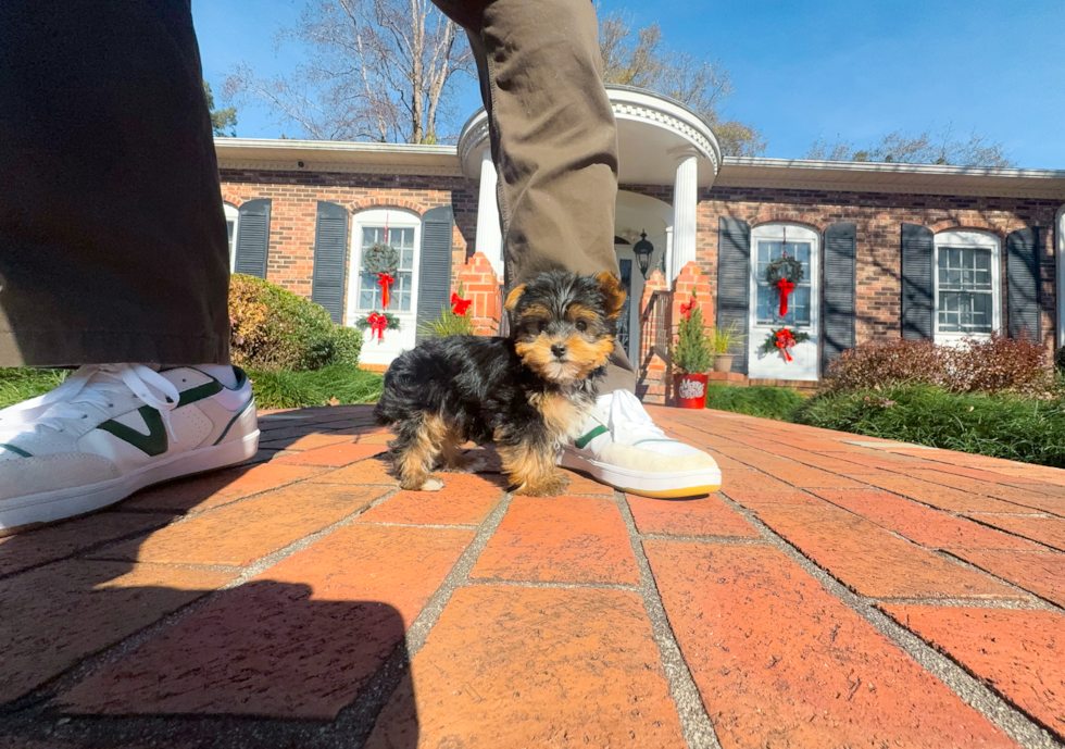 Cute Yorkie Purebred Puppy
