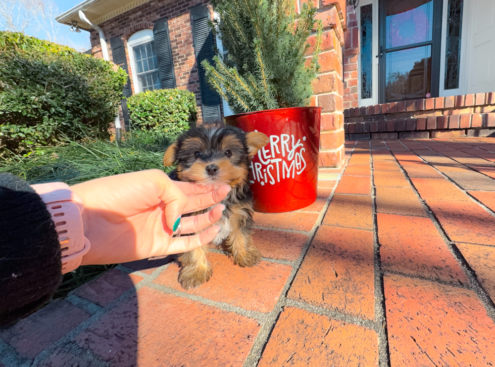 Best Yorkshire Terrier Baby