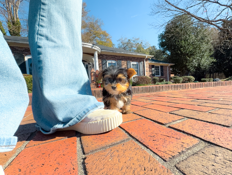 Cute Yorkshire Terrier Baby
