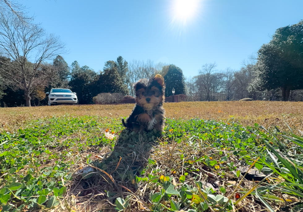 Yorkshire Terrier Puppy for Adoption