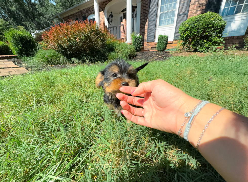 Best Yorkshire Terrier Baby