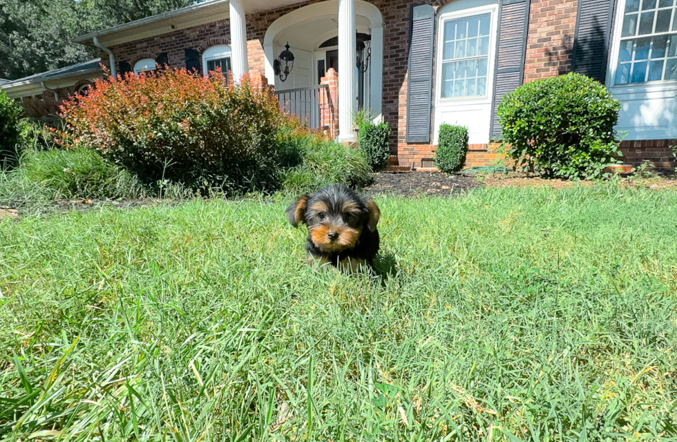 Yorkshire Terrier Puppy for Adoption