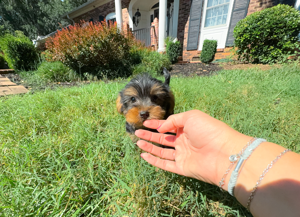 Cute Yorkshire Terrier Purebred Pup