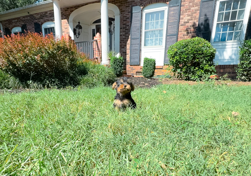 Best Yorkshire Terrier Baby