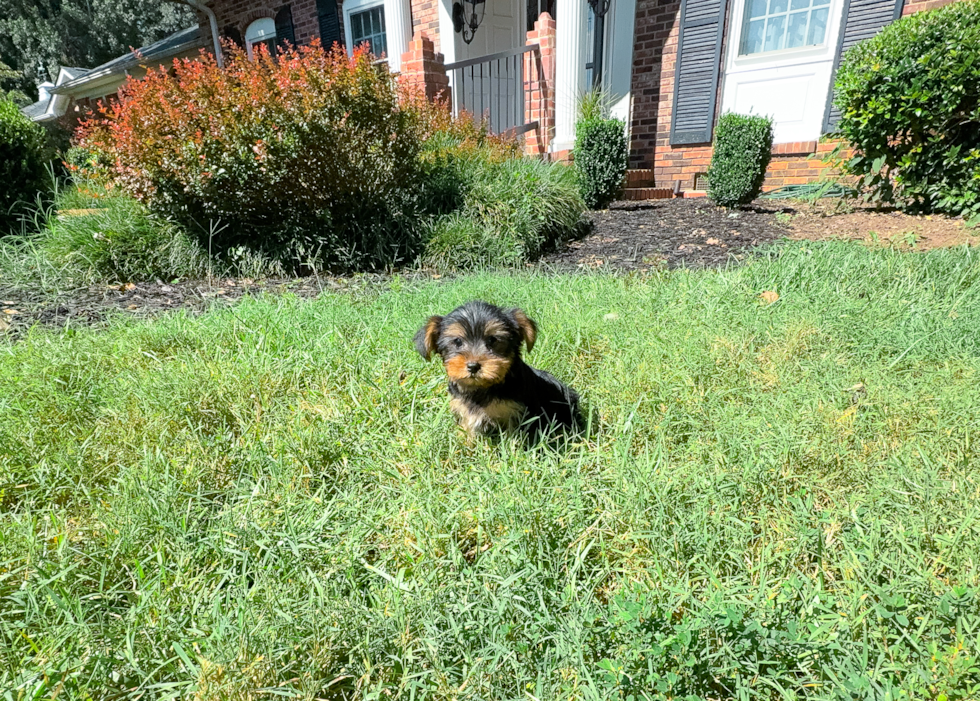 Yorkshire Terrier Puppy for Adoption