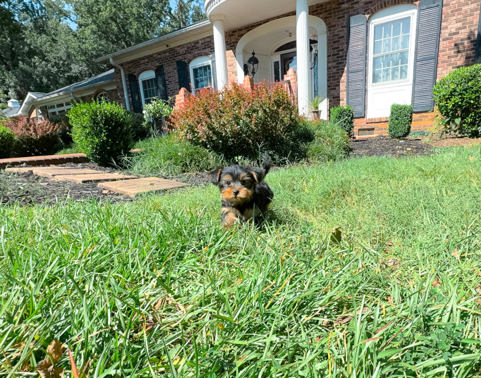 Yorkshire Terrier Pup Being Cute