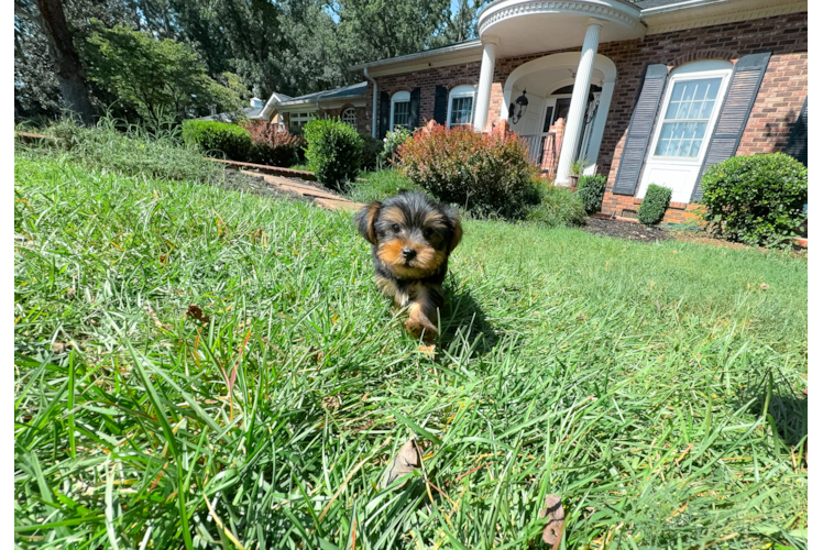 Cute Yorkshire Terrier Baby
