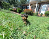 9 week old Yorkshire Terrier Puppy For Sale - Simply Southern Pups