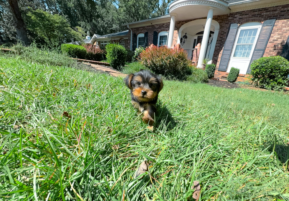 Cute Yorkshire Terrier Baby
