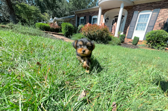 Cute Yorkshire Terrier Baby