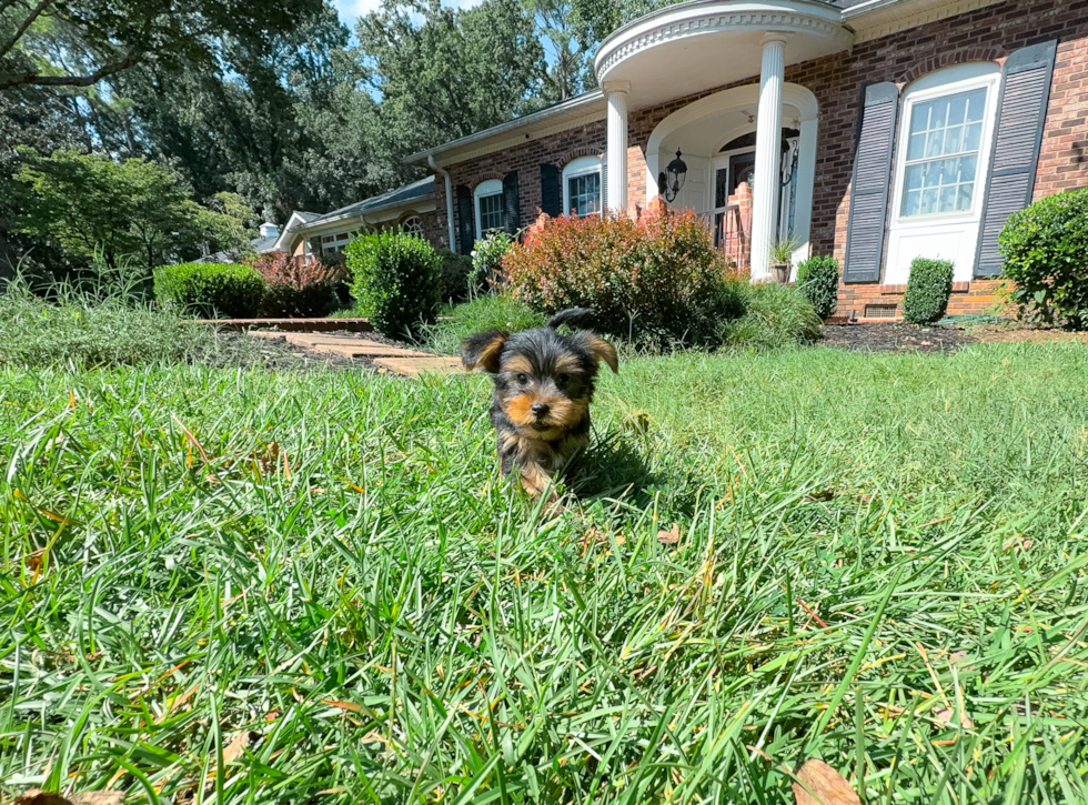 Cute Yorkshire Terrier Baby