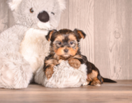 6 week old Yorkshire Terrier Puppy For Sale - Simply Southern Pups