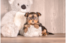 Yorkshire Terrier Puppy for Adoption