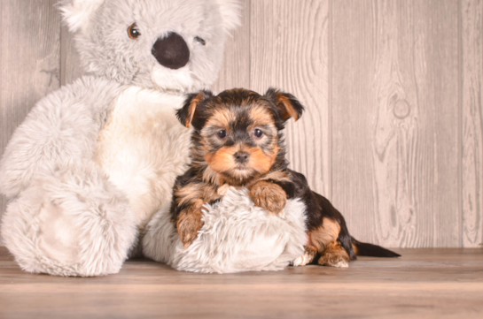 Yorkshire Terrier Puppy for Adoption