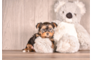 Yorkshire Terrier Puppy for Adoption