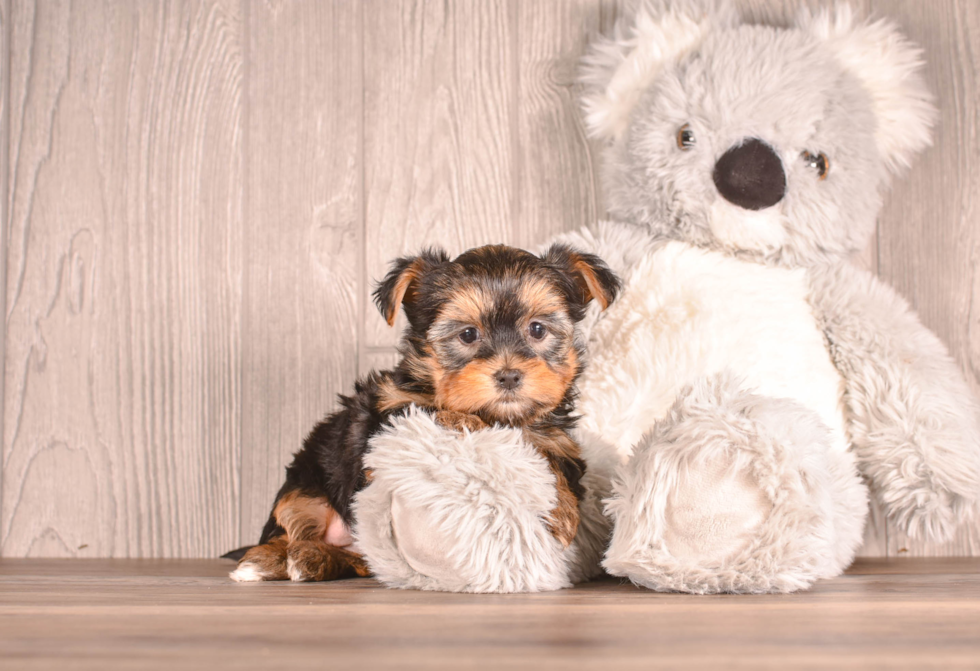 Yorkshire Terrier Puppy for Adoption