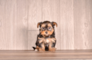 Cute Yorkshire Terrier Purebred Pup