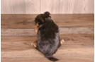 Best Yorkshire Terrier Baby