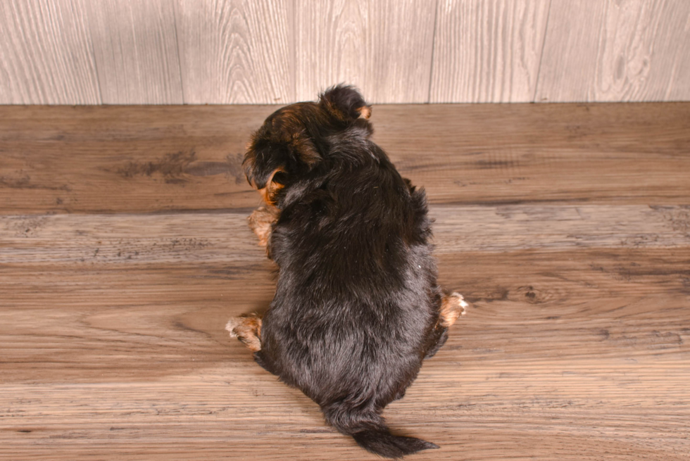 Best Yorkshire Terrier Baby