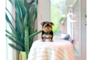 Yorkshire Terrier Pup Being Cute