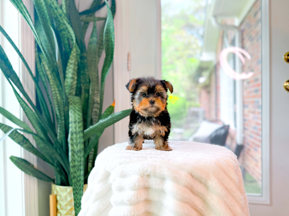 Yorkshire Terrier Pup Being Cute