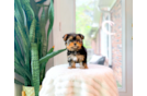Best Yorkshire Terrier Baby