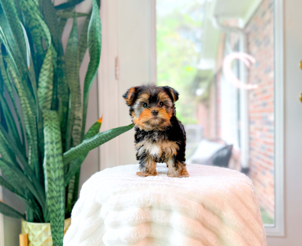 Best Yorkshire Terrier Baby
