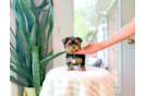 Cute Yorkshire Terrier Purebred Pup