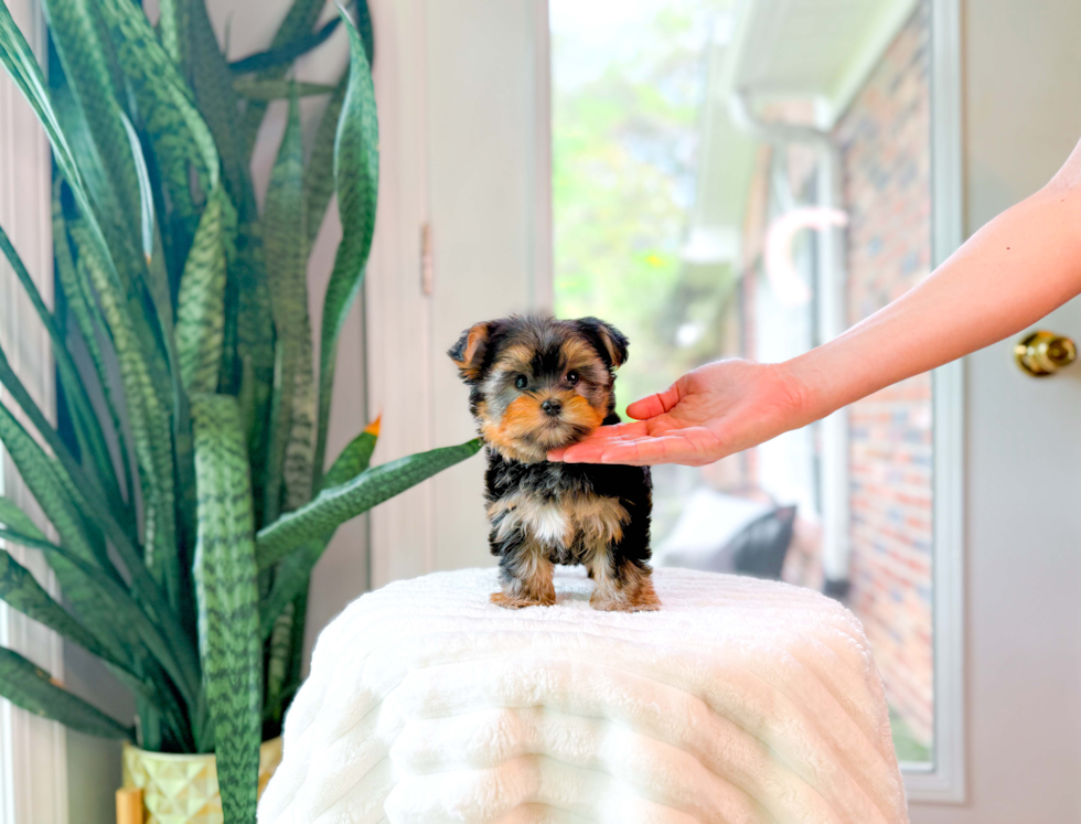 Cute Yorkshire Terrier Purebred Pup