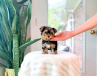 8 week old Yorkshire Terrier Puppy For Sale - Simply Southern Pups