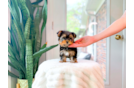 Yorkshire Terrier Puppy for Adoption