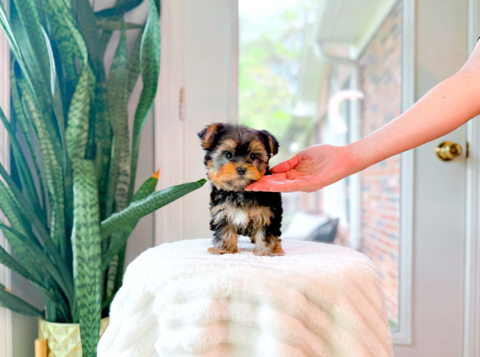 Yorkshire Terrier Puppy for Adoption
