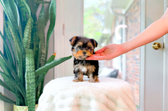 Yorkshire Terrier Puppy for Adoption