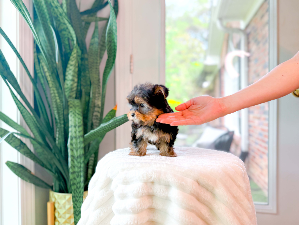 Best Yorkshire Terrier Baby