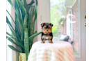 Best Yorkshire Terrier Baby