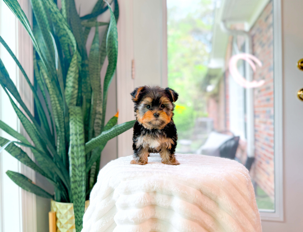 Best Yorkshire Terrier Baby