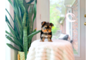Cute Yorkshire Terrier Purebred Pup