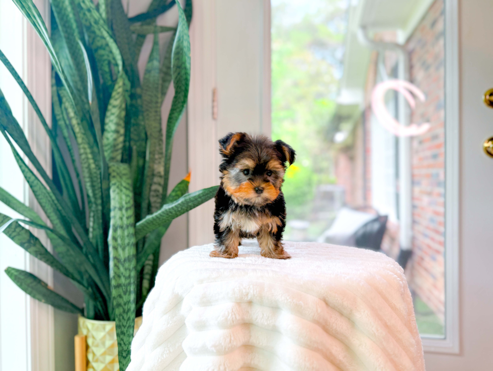 Cute Yorkshire Terrier Purebred Pup