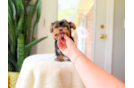 Yorkshire Terrier Puppy for Adoption