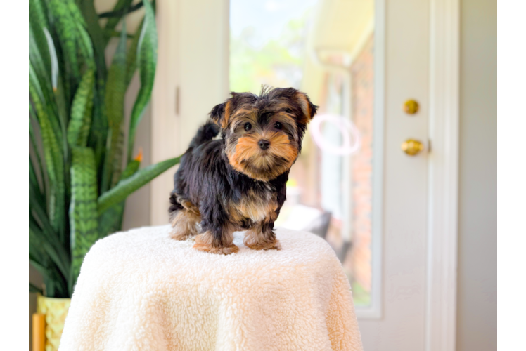 Cute Yorkshire Terrier Baby