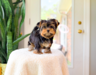 12 week old Yorkshire Terrier Puppy For Sale - Simply Southern Pups