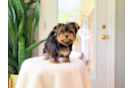 Cute Yorkshire Terrier Baby