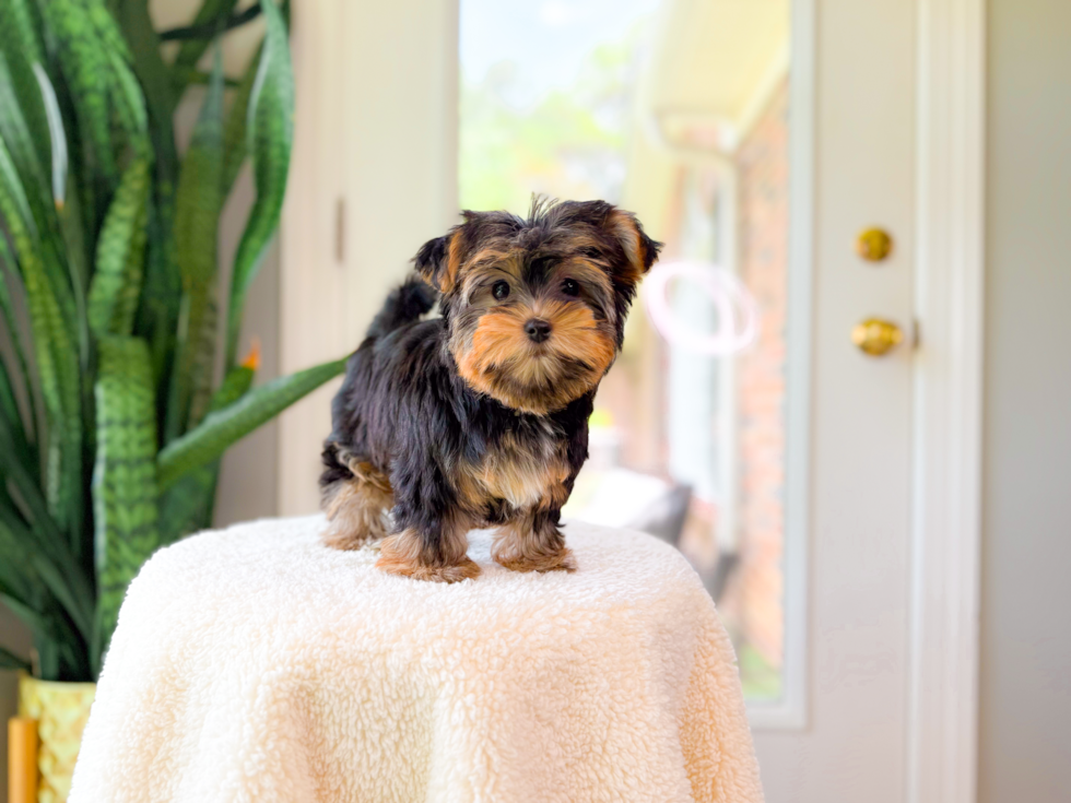 Cute Yorkshire Terrier Baby