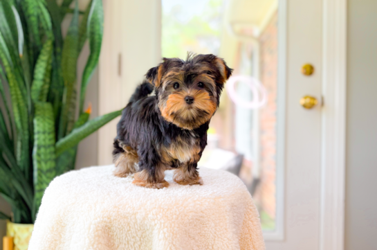 Cute Yorkshire Terrier Baby