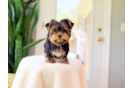 Cute Yorkie Purebred Puppy